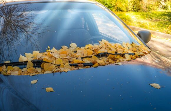 Motorists face £1,000 fine for failing to clear leaves in little-known rule