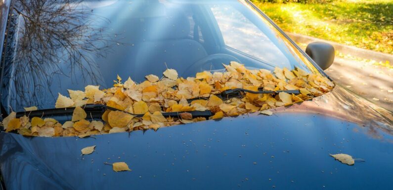 Motorists face £1,000 fine for failing to clear leaves in little-known rule